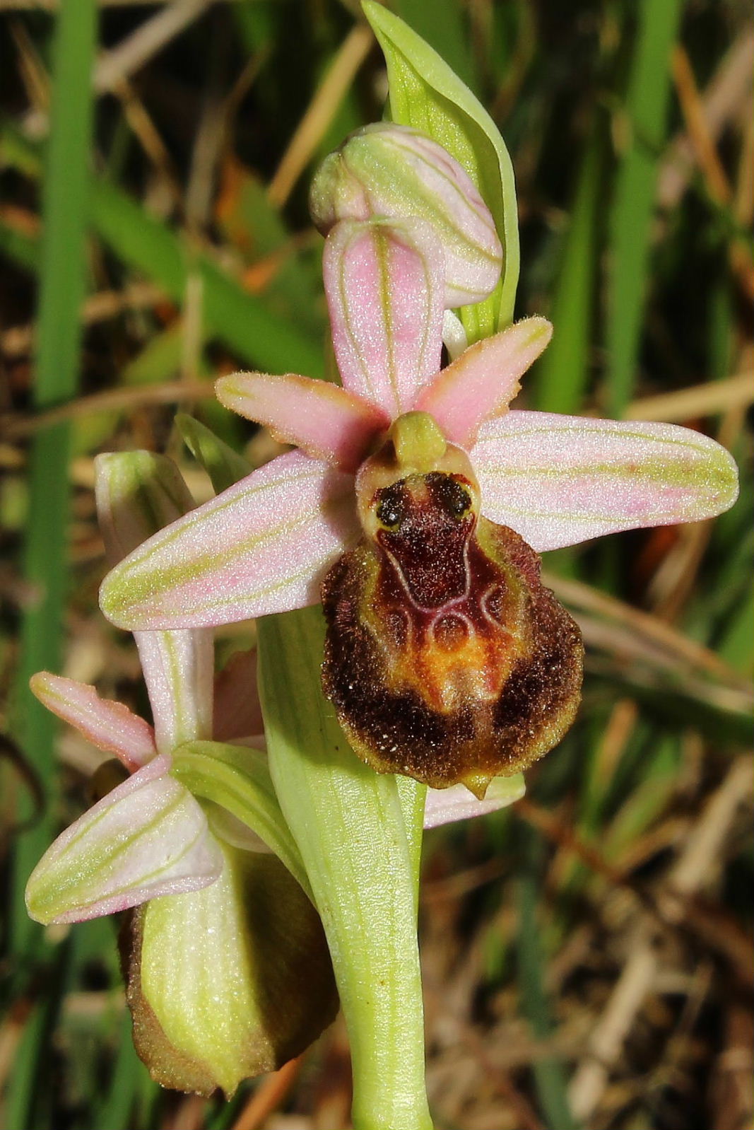 Ophrys exaltata subsp. montis-leonis - variabilit